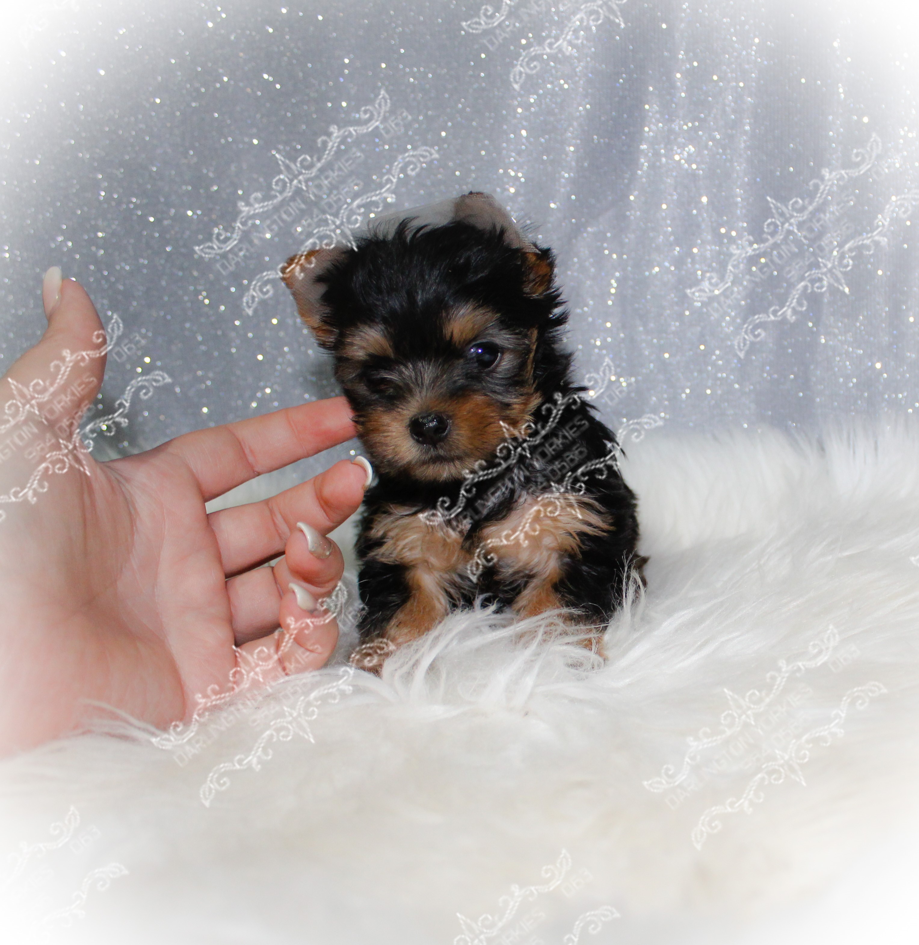 Add Watermark_2021_05_07_03_28_13 Add Watermark_2021_05_07_03_28_13