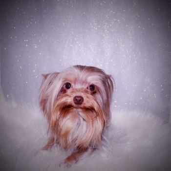 Rolo (1)