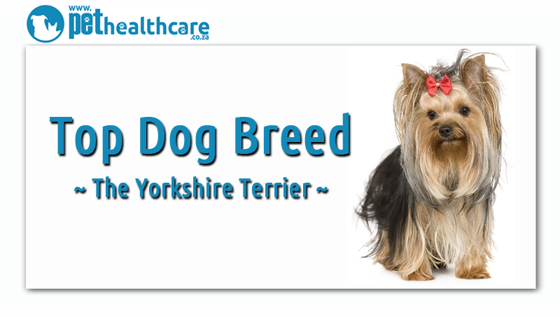 Top Dog breeds in South Africa Yorkshire Terrier Top Dog breeds in South Africa Yorkshire Terrier
