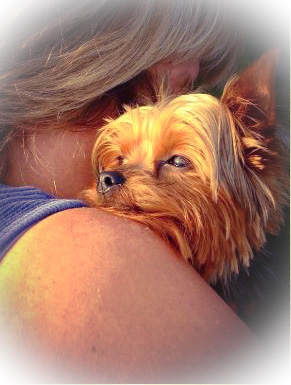yorkie loss yorkie loss